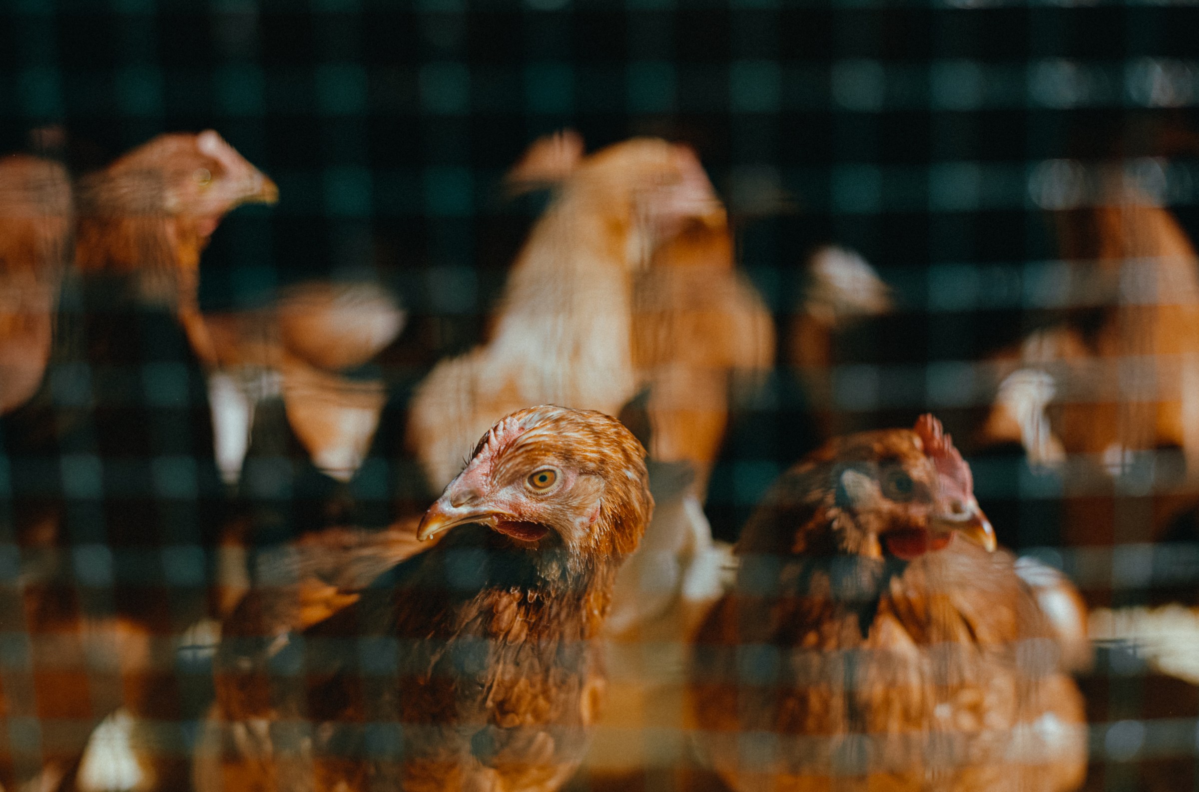 One actually good piece of news about eggs, briefly explained